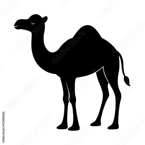 camel in the sand
