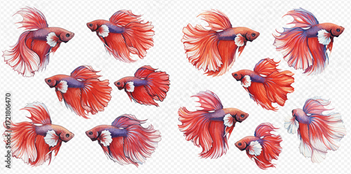 A beautiful collection of illustrated red and blue Siamese fighting fish swimming in various elegant poses on a transparent background.