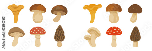 Colorful variety of mushrooms displayed on a white background for educational purposes or design projects