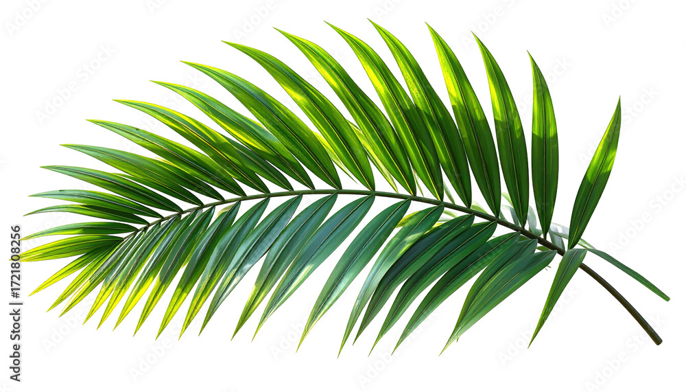 Obraz premium Vibrant palm leaf illustration