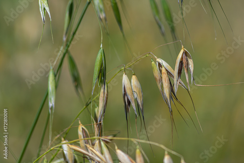 Wild oat plant Avena fatua displaying elongated seed pods in a natural environment during sunny weather in summer