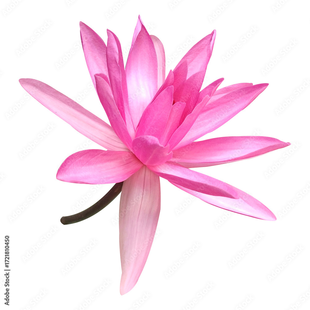 Naklejka premium Pink Lotus Flower Stock Photo (Nelumbo nucifera)