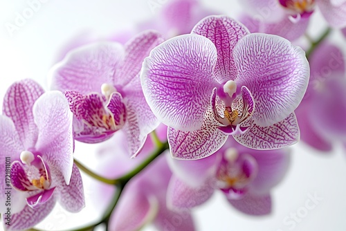 CloseUp View of Delicate Pink and White Orchid Blossoms on a Stem
