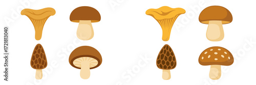 Various types of mushrooms illustrated in a vibrant style showcasing their unique shapes and colors