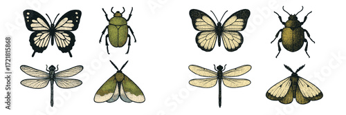 Colorful collection of insects showcasing butterflies, beetles, and moths in detailed illustrations on a white background