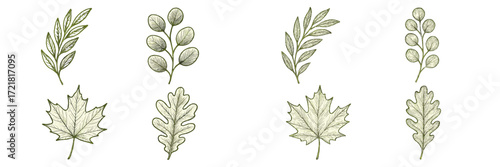 Detailed sketches of various leaves showcasing natural beauty and botanical diversity in one illustration