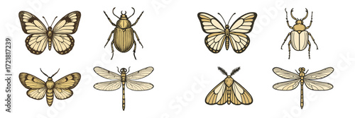 Insect illustrations showing various butterflies, dragonflies, and beetles in a detailed natural design