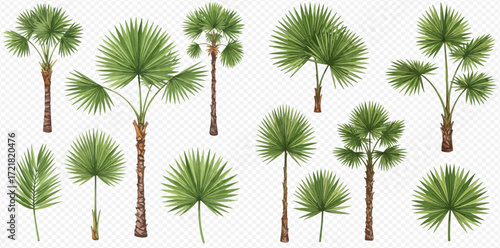 A collection of various isolated tropical fan palm trees and lush green leaves on a transparent background.