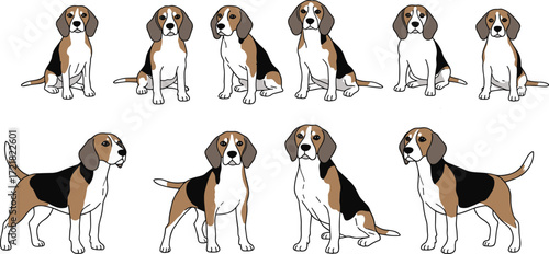 Beagle dog cartoon, sitting and standing poses, cute pet illustrations, vector dog clipart, domestic animal, hound breed collection