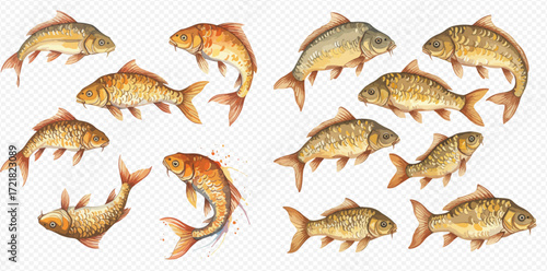 A beautiful watercolor collection of golden and common carp fish swimming in various poses.