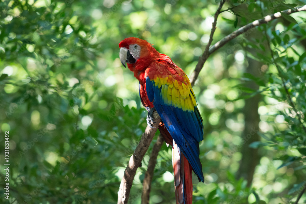 Obraz premium Scarlet Macaw perched