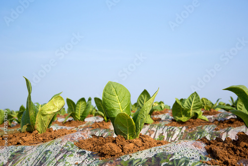 Photos Tobacco Leaf Agriculture Crop Close-Up On Farm