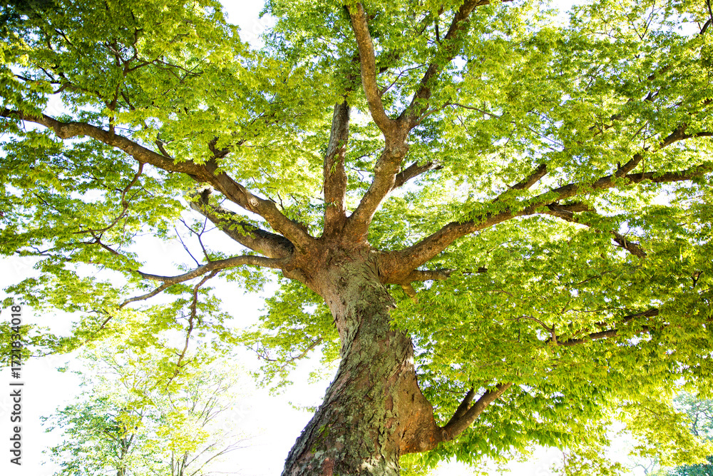Obraz premium Green Tree Shade From Towering Forest Trees