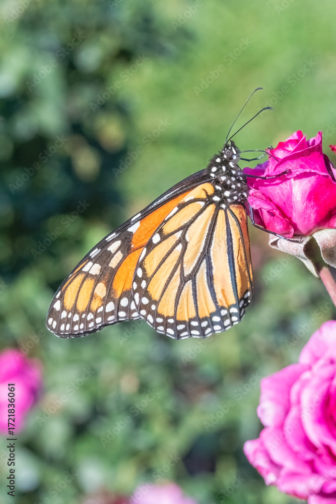 Obraz premium Monarch Butterfly on a Rosebud in a Garden
