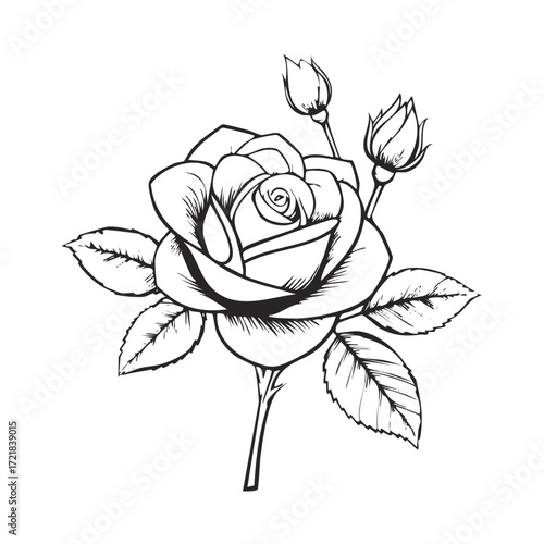 Elegant Rose Blossom with Buds - A Timeless Symbol of Love and Beauty