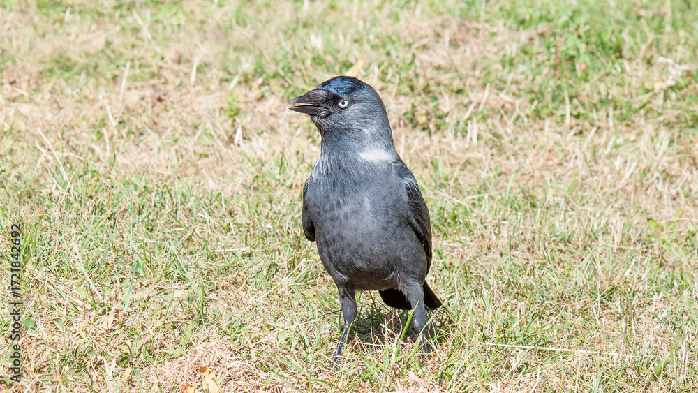 Obraz premium crow on the grass