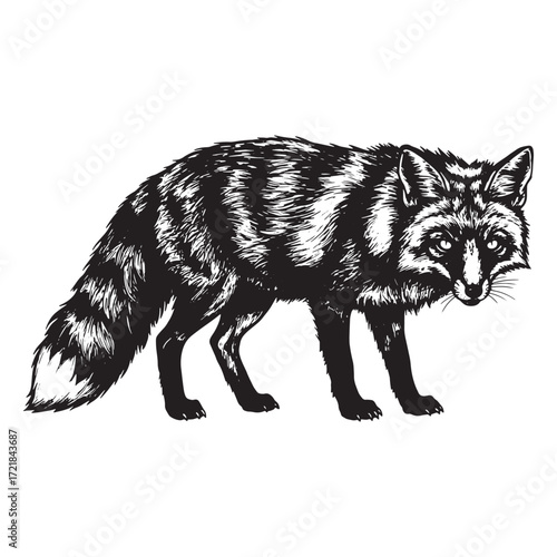 Black and white illustration of a fox standing animal