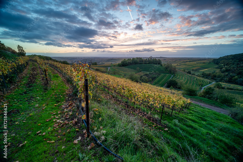 Naklejka premium Herbstliche Weinberge im Muschelbruch bei Birkweiler mit Birken und warmem Sonnenaufgang vor dem Pfälzerwald