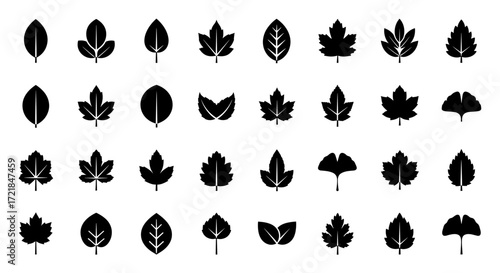 Diverse Collection of Leaf Silhouettes: Minimalist Vector Graphics for Design, Nature Studies, and Botanical Illustrations in Black and White Style, Including Maple and Oak Leaf