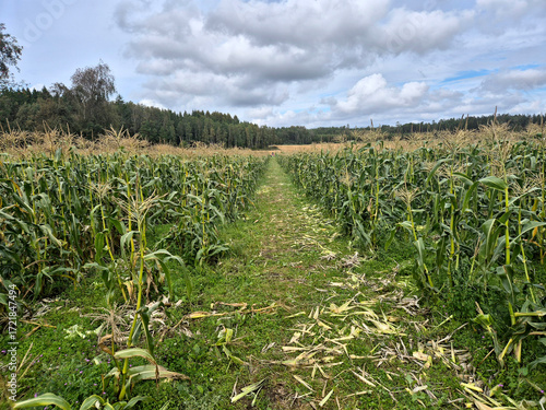 Field