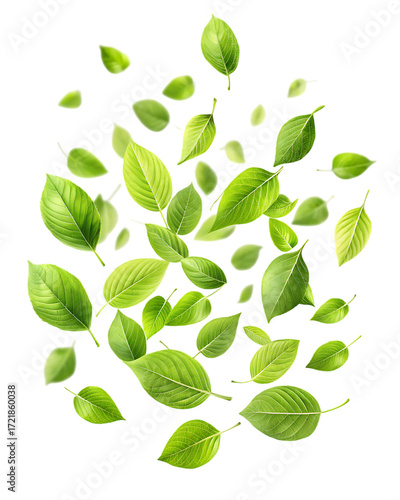Fresh Green Leaves Floating cutout PNG isolated on a transparent background
