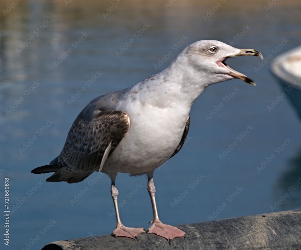 Fototapeta premium Seagull calling loudly standing by water
