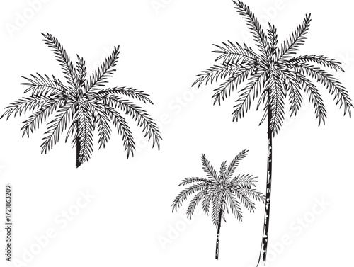 palm tree silhouette