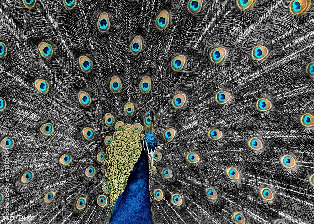 Obraz premium Peacock displaying tail feathers with selective color