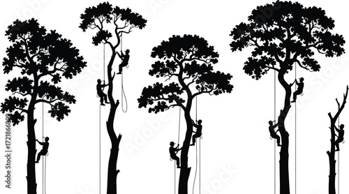 Arborists trimming trees, tree climbers working, silhouette illustration, outdoor forestry, tree maintenance, professional tree care, safety gear, rope access, nature work