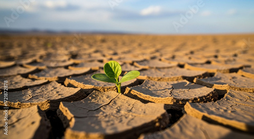 A single green sprout emerges from cracked earth, symbolizing hope and resilience in the face of drought and environmental challenges