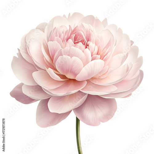Delicate pale pink peony flower with layered petals and green stem isolated on a transparent background