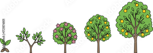 Fruit tree growth stages, plant life cycle illustration, nature education concept, seasonal tree development, botanical evolution, farming and gardening infographic