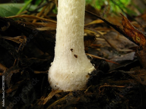 Amanita melleiceps is a poisonous mushroom distributed in Korea, China, and Japan, with a sticky yellow cap and volva at the base, found in forests during summer and autumn. Photographed in Korea.
