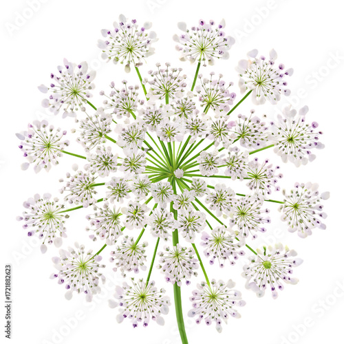 Delicate Queen Anne's Lace flower with tiny purple accents on white petals isolated on a transparent background