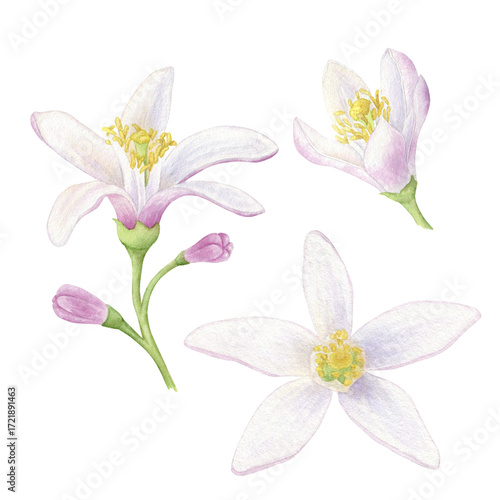 Wallpaper Mural Lemon flowers set of watercolor illustrations. Hand drawn isolated on a white background. Suitable for the design of packaging, cosmetics, cards. Torontodigital.ca