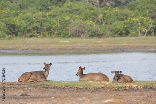 Slika na platnu A herd of samba dearest close to a waterhole in Yala, Sri Lanka.