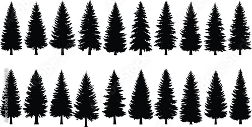 Pine tree silhouette set, forest comparison illustration, black nature graphic, conifer shape variety, woodland design, educational tree art