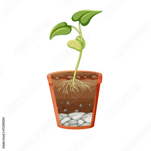Growing Plants A Guide to Seed Germination and Plant Development
