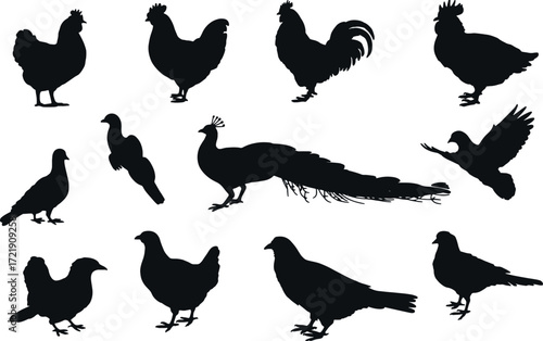 Bird Silhouette Collection — Chicken, Peacock, and Domestic Fowl Vector Set, Editable EPS