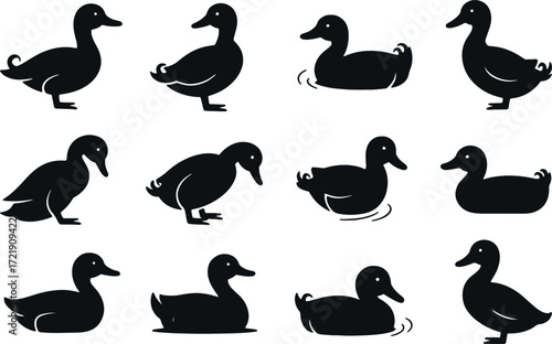 Duck Silhouette Set — Vector Illustration of Waterfowl, Editable EPS
