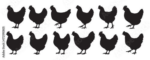 chicken silhouette white background Vector illustration