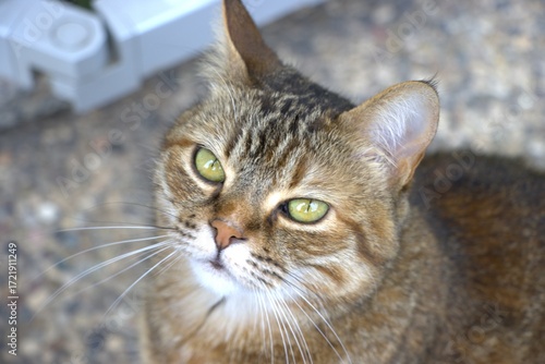 Gattina che guarda in sù
