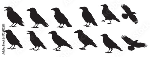 crows silhouette on white background Vector illustration