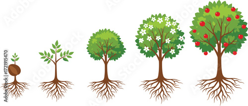 Tree growth stages illustration, seed to fruit-bearing tree, plant lifecycle graphic, nature development art, educational biology concept, green foliage