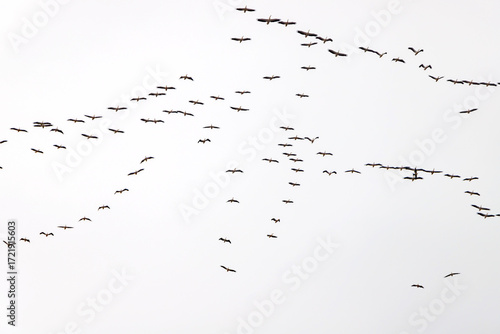 Fotografía water drops on white background
Pelicans are seen migrating in flocks in the sky