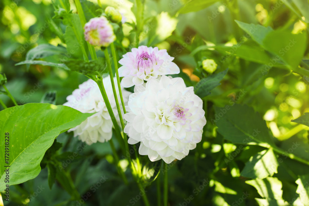 Fototapeta premium Beautiful color dahlia flowers with green leaves growing outdoors