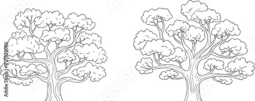 Hand drawn tree illustration, black and white botanical sketch, forest foliage, nature art, vintage tree drawing, vector landscape design