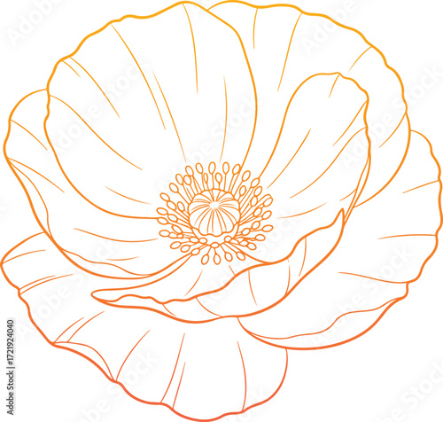 Delicate orange line art poppy flower illustration with detailed petals and intricate stamen center.
