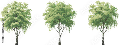 Tree illustration set, botanical vector with varied trunk textures, green foliage canopy, species comparison, landscape design, educational plant artwork