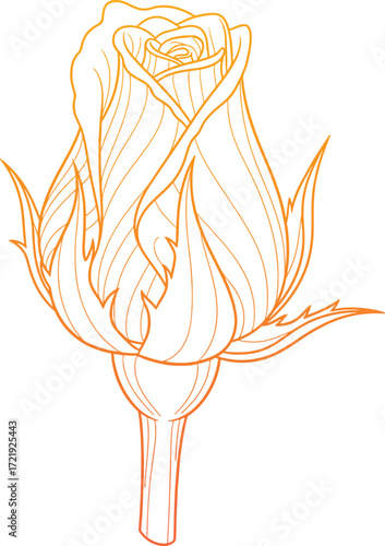 Elegant golden line art rosebud delicate floral illustration unopened flower botanical drawing.